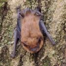Big brown bats (Eptesicus fuscus) like this one were among the species that appeared more often once a forest was burned. (Anita Gould)