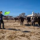 Professor Kristina Horback tests whether props like colorful flags can help assess cattle personality traits like boldness.