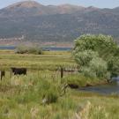 UC Davis study finds a little effort by rangeland managers can go a long way to improve riparian health. (Ken Tate/UC Davis)