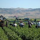 Farmworkers in an agricultural field.