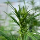 Industrial hemp plant. UC Davis plans to launch a Cannabis and Hemp Research Center this year. (Charles Brummer/UC Davis)