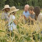 UC Davis Student Farm Director Mark Van Horn (center) in August 2015 talks about corn pests with students (left to right) Michael Bancroft, Alexis Fujii, Abraham Cazares, and Mary Laurie. Gregory Urquiaga/UC Davis