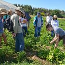 Student Carli Hambley demonstrates how to harvest produce at the June gleaning. (Katie Hetrick/UC Davis photo)