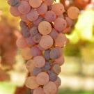 This cluster of naturally white-skinned grapes shows initial symptoms of &quot;noble rot&quot; infection, as the white grape berries turn pink. (Dario Cantu/UC Davis photo)