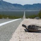 A desert tortoise attempts to cross the road in southern California. (J. Mark Peaden/UC Davis)