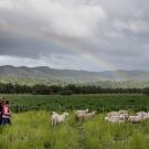 Sheep from Skyelark Ranch graze a field planted with a cover crop in Brooks, California. (Joe Proudman/UC Davis)