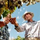 Cooperative Extension specialist Matthew Fidelibus (right) talks with grower Ron Brase about his grapes in Fresno, California. Brase has 40 acres of Selma Pete grapes that will become raisins. (Photo: UC Davis)