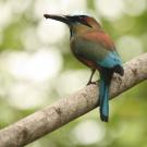 A turquoise-browed motmot (Eumomota superciliosa) excavating a muddy hole to build its nest. The species persists in privately owned forests but declines in open agricultural fields. (Daniel Karp/UC Davis)