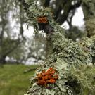 Lichen on a Napa County oak tree.