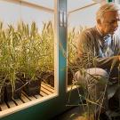 Plant geneticist Jorge Dubcovsky examines one of the wheat plants being raised in an indoor growth chamber. (Karin Higgins/UC Davis photo)