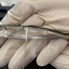 Longfin smelt can be difficult to differentiate from endangered Delta smelt. Here, a longfin smelt is swabbed for genetic identification through a CRISPR tool called SHERLOCK. (Alisha Goodbla/UC Davis)