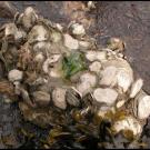 A boulder of native oysters near Tomales Bay, California (UC Davis)