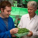 Ph.D. student Philip Day and Professor Steven Theg, Department of Plant Biology, work on protein sorting in plant chloroplasts. (David Slipher/UC Davis)