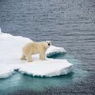 A polar bear on Arctic sea ice. (Getty Images)