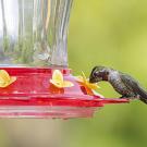 An Anna’s hummingbird sips sugar water from a feeder. (Scott Logan/Wild Wings Ecology)