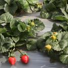 A federal jury has ruled in favor of the University of California in its lawsuit with two former UC Davis strawberry breeders and the private breeding company they created with UC-owned plants. (UC Davis)