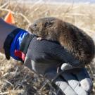 Austin Roy of the California Department of Fish and Wildlife offers a helping hand to an endangered Amargosa vole (Andrew DiSalvo/California Department of Fish and Wildlife photo)