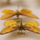 A row of yellow moths preserved in a collection.