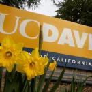 Daffodils are breaking through the soil for spring around the Old Davis Road UC Davis sign on February 16, 2021. 