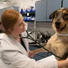 Sara Michalak, a resident at the UC Davis School of Veterinary Medicine, performs a one-year anniversary checkup on Mija, a dog that was treated for antifreeze poisoning. The campus is ranked second in the world for veterinary science by the QS World University Rankings by Subject 2024. (Michael J. Bannasch/UC Davis)