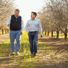 Kirk Pumphrey, left, and Patrick Brown, a distinguished professor in the Department of Plant Sciences, right, walk through rows of almond trees at Westwind Farms in Yolo County. (Karin Higgins/UC Davis)