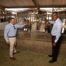 Matthias Hess and Ermias Kebreab stand together in the UC Davis cow dairy facilities.