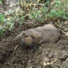 A pocket gopher emerges from a burrow. The holes and mounds created by burrowing rodents pose hazards to farmworkers and farm machinery. (Courtesy Photo)