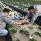 Tapan Pathak, who specializes in climate adaptation in agriculture, left, shown conducting research in a strawberry field in 2018, will lead a statewide climate-smart agriculture project. Photo by Surendra Dara