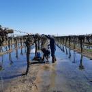 Researchers flooded two Thompson seedless grape vineyards at UC ANR’s Kearney Research and Extension Center in Parlier. Photo by Elad Levintal