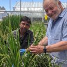 Eduardo Blumwald, right, of the UC Davis Department of Plant Sciences, with postdoctoral researcher Akhilesh Yadav, and rice they and others on the Blumwald team modified to use nitrogen more efficiently. (Trina Kleist/UC Davis)