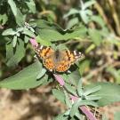 Painted lady butterfly at Lake Solano County Park