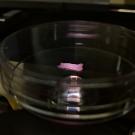 A Petri dish with cell grown meat. Photo credit: David Kaplan, Tufts University