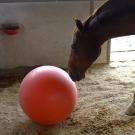 A brown horse plays with red ball while in their stable.