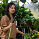 Agricultural and Environmental Technology major Emily Chung  waters plants in the Pat J. Brown lab. (Elyssa Lieu/UC Davis)