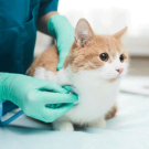 UC Davis researchers have found that cats show fewer signs of stress when appointments are virtual rather than in a veterinary office. They say telemedicine could be effective for routine consults or quick questions about a cat's health. (Getty Images)