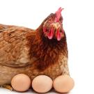 Birds produce a form of antibody, IgY, found in eggs. UC Davis researchers have shown that quantities of IgY antibody specific for the COVID-19 virus spike protein can be produced from eggs by immunizing hens. (Getty Images)
