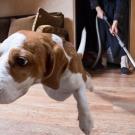 UC Davis study finds even common household items like a vacuum cleaner can cause stress and anxiety for dogs. (Getty)