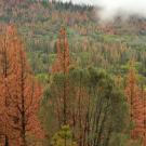 Rusty orange needles indicate bark beetle damage amid a forest in California's Sierra Nevada range. (Getty)