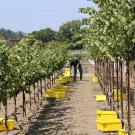 UC Davis study finds that high-wire grapevine trellis systems, such as those shown on the right, could protect grapes from the extreme heat that comes with climate change. (Kaan Kurtural / UC Davis)