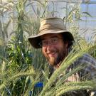 Joshua Hegarty, a postdoctoral researcher in the UC Davis Department of Plant Sciences, is leading a nationwide team of scientists to develop varieties of triticale that would be good for use in bread-baking. These are some of the candidate varieties he is growing now in a campus greenhouse. (Trina Kleist/UC Davis)