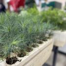 Seedlings in a propagation room at CAL FIRE 