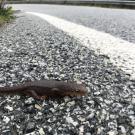 A Pacific newt approaches a highway in California. One of the largest rates of roadkill reported for any wildlife species in the world occurs each year when Pacific newts attempt to cross Alma Bridge Road in Santa Clara County. (Merav Vonshak)