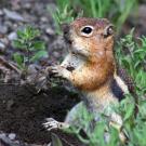 Golden-mantled ground squirrels do indeed have personality, a UC Davis study confirms. (Jaclyn Aliperti, UC Davis)