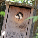 Tree swallow fledglings peek out of a nest box.