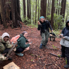 UC Davis students Nila Zanie, Brittany Long, Kyle Elshoff and Demorie Galarza in Jackson State Forest as part of the annual mycology field trip to collect fungi.  (Dave Rizzo /UC Davis)