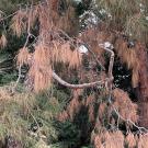his tree is infected with the fungal pathogen that causes Pine Ghost Canker, which can be fatal for trees. (Akif Eskalen, UC Davis)