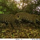 Two jaguars, caught with a camera trap survey, walk through the Brazilian Amazon rainforest. (Daniel Rocha/UC Davis)