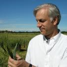Jorge Dubcovsky standing in a field looking at wheat.