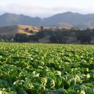 Lettuce grows at an organic farm outside Salinas, California. (Olivia Smith)