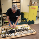 Museum of Wildlife and Fish Biology Curator Andy Engilis shows specimens part of the museum’s avian inventory of the Sacramento Valley. Photo by: Jael Mackendorf, UC Davis.